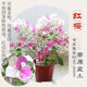 臨雅三角梅花樹(shù)苗盆栽帶花老樁特大苗漳紅櫻室內陽(yáng)臺高端爬藤四季開(kāi)花 【紅櫻】大苗約45-50cm