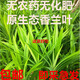胡小順香蘭葉新鮮食用斑蘭葉班蘭葉蔬菜蛋糕芒果糯米飯500g千層糕斑斕葉 半斤裝（250g）
