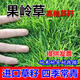 進(jìn)口果嶺草種子庭院高爾夫球場(chǎng)專(zhuān)用草坪草籽耐寒耐踐踏四季常青草 進(jìn)口果嶺草草籽包衣1斤裝