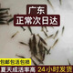 廣東黑殼蝦活體除藻魚套餐除藻蝦清潔蝦觀賞蝦草蝦魚缸活體免包郵 黑殼蝦包活100只+送100備損共200