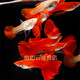 魚(yú)如云血紅大背孔雀魚(yú)美國全紅純種孔雀魚(yú)批發(fā)觀(guān)賞魚(yú)小魚(yú)活體熱帶魚(yú)耐活 血紅緞帶公加緞帶母2對