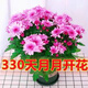 意軒菊花苗秋菊多頭菊女王菊波斯菊荷蘭菊雛菊菊花盆栽帶花發(fā)貨不含盆 菊花粉色（帶花苞發(fā)貨）