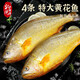 北海灣 新鮮黃花魚 黃魚 活魚整條速凍 冷凍海鮮水產(chǎn)魚類非三去特大生鮮 【凈重500-600g/條】 共4條