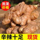云南小黃姜生姜批發(fā)現(xiàn)挖今年新姜嫩姜老姜仔姜月子姜沙姜整箱包郵 今年新姜+農(nóng)戶自銷 凈重2.8斤（又大又整）