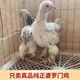 巨型包純婆羅門雞活苗幼崽大體觀賞雞脫溫雞寵物雞梵天雞小雞火腿 半斤婆羅門雞苗6只起拍