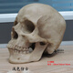 芷堯藝用人體肌肉骨骼骷髏頭骨繪畫(huà)半胸像解剖頭顱素描頭蓋骨模型美術(shù) 1:1頭骨：淺色仿古：