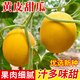 中科茂華（ZHONG KE MAO HUA）甜瓜種子 京蜜一號早熟香瓜種子雜交薄皮抗病 甜瓜種籽春季瓜種子 果皮金色厚皮白肉甜瓜種子10粒