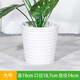 慕景瓷業(yè)北歐螺紋白色圓形輕奢花盆陶瓷簡(jiǎn)約客廳陽(yáng)臺室內外綠植通用花盆 螺紋白色低腰小套大號+托盤(pán)