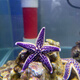 紫海星野生海水魚缸柳海星迷你海洋生物觀賞翻砂小海星 紫海星5cm左右2個