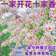 苗彩文冠花樹(shù)苗正宗狀元花果樹(shù)苗濃香型庭院室內外耐寒熱四季當年開(kāi)花 1公分粗【易成活】品種備注