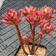 御春閣 盆栽多肉植物組合盆栽 多肉綠植花卉室內(nèi)植物 好養(yǎng)的多肉植 紅稚蓮