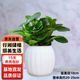 行湘豆瓣綠碧玉綠植水培綠植盆栽盆景+白色南瓜塑料吸水盆 源頭直發(fā)