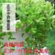 正宗可食用垂盆草種苗四季好養(yǎng)活陽臺室內(nèi)綠植吊籃盆栽 垂盆草30株