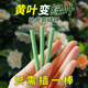 史丹利緩釋肥植物營養(yǎng)棒花肥家用盆栽通用型養(yǎng)花復(fù)合花卉多肉肥料 【店長推薦】緩釋棒18支/盒*2 史丹利榮譽出品