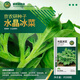 京農(nóng)研農(nóng)科院蔬菜種子大葉香菜四季小蔥雞毛菜紅莧菜芝麻菜空心菜種籽孑 京農(nóng)研水晶冰菜約500粒