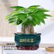 手耕田三桿發(fā)財樹盆栽好養(yǎng)易活辦公室內(nèi)植物辦公室客廳綠植小盆景樹花卉 三桿發(fā)財樹-進寶（新新款） 含盆