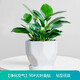 綠蔭巷子大葉綠公主金鉆植物辦公室內客廳花卉吸甲醛好養易活綠植盆栽 【小鉆形陶瓷盆】大葉金鉆