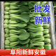安徽云南種植上海青四季青蔬菜類新鮮現(xiàn)發(fā)青菜小青菜綠葉菜香菇菜 1.5斤紙箱裝 小青菜