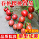 種菜記圣女果種子 櫻桃小番茄種籽 春桃四季西紅柿庭院露地蔬菜種籽柿子 春桃6-6 20粒試種裝