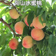 陽(yáng)山水蜜桃果樹(shù)苗南北方地栽庭院陽(yáng)臺盆栽嫁接水果樹(shù)苗當年結果 6年苗當年結果多