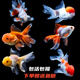 金魚觀賞魚活體小金魚冷水魚淡水好養(yǎng)耐活貨國風純種魚苗獅子頭魚 4-5CM隨機金魚5條