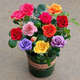 玫瑰花苗花卉盆栽嫁接多色樹(shù)樁老根大花陽(yáng)臺月季薔薇四季耐寒植物 s4嫁接款 5年苗3棵裝開(kāi)花爆滿(mǎn)