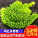 海葡萄 鹽漬海葡萄100g新鮮活即食長(zhǎng)壽菜海藻菜海菜壽司魚子醬 100g*6包海葡萄 配蘸料