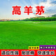 婉之樹(shù)進(jìn)口草坪種子草籽矮生四季青工程綠化四季常青護坡免修剪草種子 【高羊茅】護坡固土一斤