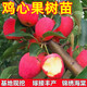 藝觀(guān)園雞心果樹(shù)苗南方北方庭院地栽種植錦繡海棠大秋果沙果苗小蘋(píng)果耐寒 8年壯苗豐產(chǎn)