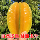 福建漳州楊桃新鮮現(xiàn)摘楊桃水果孕婦酸甜當(dāng)季時令生鮮水果3/5斤裝 5斤斤裝【農(nóng)戶自摘/精選楊桃】