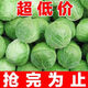 新鮮包菜卷心菜甘藍農家自種現(xiàn)摘現(xiàn)發(fā)當季新鮮蔬菜綠葉菜蓮花白 5斤