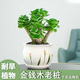 綠有意金錢(qián)木老樁多肉植物室內盆栽花卉發(fā)財樹(shù)四季常青好養易活耐旱綠植 金錢(qián)木原色老樁+荷葉瓷盆+陶粒