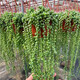 胡麗佛珠吊蘭 帶盆發(fā)貨 懸掛垂吊多肉植物 室內陽(yáng)臺趣味美觀(guān)帶盆發(fā)貨 小吊盆佛珠(長(cháng)10cm左右) 盆口徑1 帶盆栽好