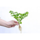 沃繡 水培植物綠植室內水養花卉盆栽銅錢(qián)草 幸福樹(shù)1棵 不含盆