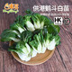 東升寧夏供港斗白苗250g 矮腳奶白菜苗 火鍋食材煲湯廣州蔬菜新鮮配送