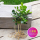 沃繡 水培植物綠植室內水養花卉盆栽銅錢(qián)草 九里香3棵 不含盆