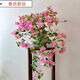 三角梅老樁帶花苞四季開(kāi)花綠植盆栽好養(yǎng)活陽(yáng)臺(tái)庭院爬藤重瓣垂絲 【主圖】垂絲款-紅粉佳人(買(mǎi)一加 3年苗-開(kāi)花80天【粗度1厘米】