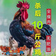 散養(yǎng)兩年老公雞 農(nóng)村大公雞現(xiàn)殺鮮雞肉土雞 殺后凈重5斤 散養(yǎng)大公 殺后凈重-10斤