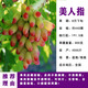 綠達葡萄樹(shù)苗當年結果巨峰藍寶石葡萄苗果樹(shù)樹(shù)苗庭院爬藤盆栽南方種植 美人指10年苗當結果