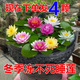 虹毅睡蓮池塘養殖水生水培植物四季睡蓮花苗種根水養花卉庭院盆栽開(kāi)花 混色睡蓮種苗4個(gè) 裸根不帶土