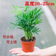 富貴椰子樹植物室內(nèi)辦公室客廳水培綠植花卉袖珍椰子盆栽室內(nèi)花卉 富貴椰子原盆原土