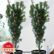 紅豆杉樹(shù)苗盆栽綠植盆景耐寒植物公母樹(shù)