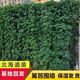 北海道圍墻籬笆植物大葉黃楊苗冬青樹苗四季常青耐寒庭院綠籬樹苗 精品苗：北海道1.5-1.7米高10棵