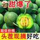 帆兒莊園綠寶石甜瓜香瓜 新鮮水果 當季蜜瓜小香瓜脆瓜水果甜瓜 帶箱5斤