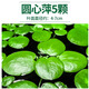 瘋狂水草（FKSC）浮萍活體水草一葉蓮水芙蓉植物養(yǎng)龜魚池造景直接入缸水上煙花 圓心萍5朵