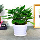 萬(wàn)年青盆栽植物室內(nèi)大型綠植四季常青大葉金鉆 萬(wàn)年青30-40cm8-10棵（樹脂白盆） 含盆