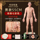 天琢媚針灸人體模型實心硅膠仿真穴位經(jīng)絡可反復扎針練習男女 升級版55厘米男  實心硅膠仿真款七彩色經(jīng)絡