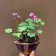 紅花草盆栽三葉草幸運(yùn)草植物室內(nèi)陽(yáng)臺(tái)客廳好養(yǎng)耐寒花卉綠植 三葉草成型老樁7-10cm