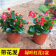 輕奢四季海棠花盆栽帶花苞玻璃翠花苗四季開花卉室內(nèi)外陽臺院子好養(yǎng)活抖音SN3369 綠葉紅花2盆（帶花發(fā)貨）