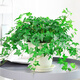 淺笑心柔綠蘿盆栽植物花卉水培盆景觀(guān)花綠植室內大綠籮 土養常春藤/米色高款樹(shù)脂盆 含盆